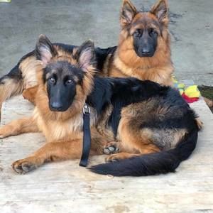 Meet your Posher, Ml